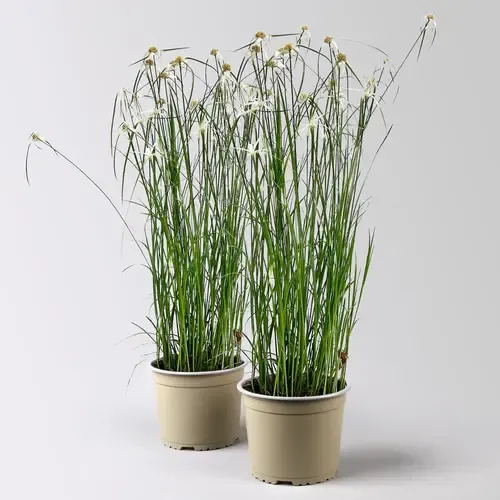 Junai.nl Rhynchospora colorata | 17 cm pot | 45 cm hoog