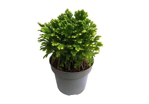 Junai.nl Selaginella martensii ‘Jori’ | 15 cm pot | 30 cm hoog