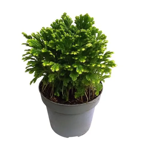 Junai.nl Selaginella martensii ‘Jori’ | 15 cm pot | 30 cm hoog