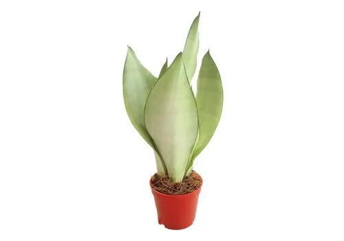 JUNAVERA Sansevieria Moonshine | 9 cm pot | 35 cm hoog