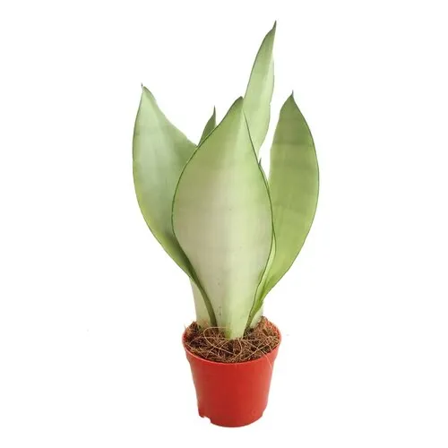Junai.nl Sansevieria Moonshine | 9 cm pot | 35 cm hoog