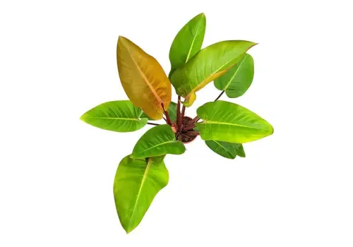 Junai.nl Philodendron ‘Mars’ | 12 cm pot | 35 cm hoog