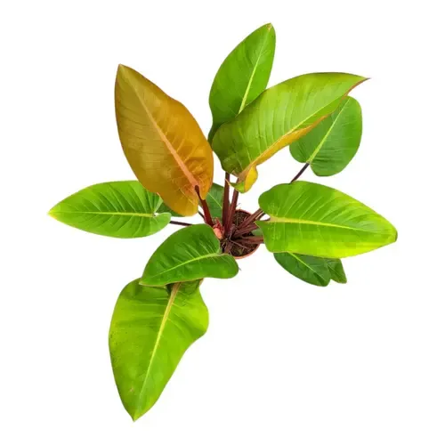 Junai.nl Philodendron ‘Mars’ | 12 cm pot | 35 cm hoog