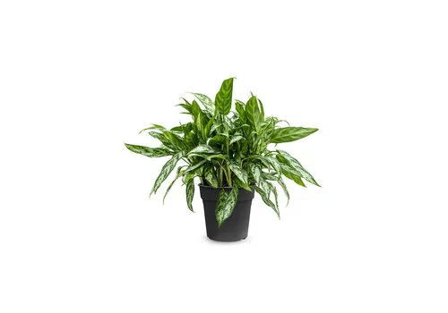 JUNAVERA Aglaonema Maria | 14 cm pot | 40 cm hoog