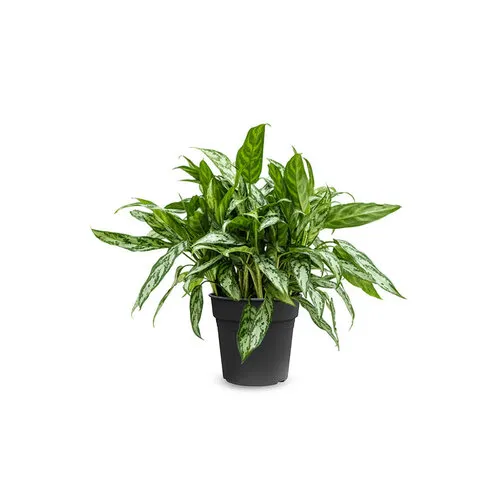 JUNAVERA Aglaonema Maria | 14 cm pot | 40 cm hoog