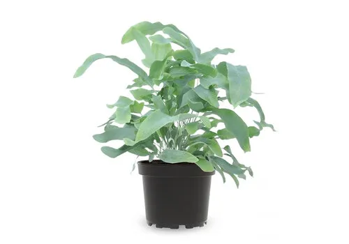 Junai.nl Phlebodium Blue Star 7cm pot 20 cm hoog