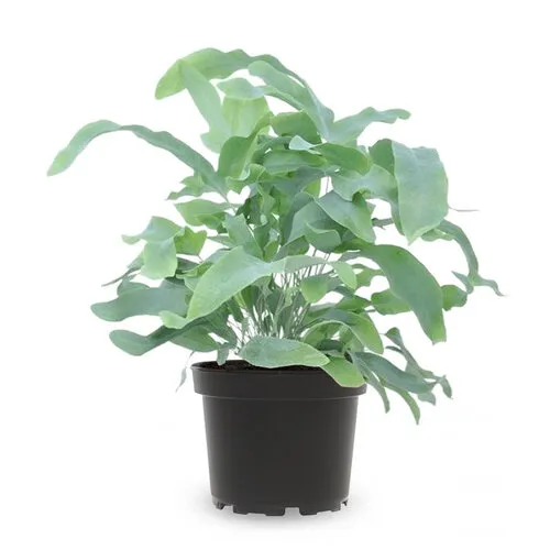 Junai.nl Phlebodium Blue Star 7cm pot 20 cm hoog