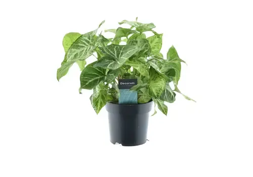 JUNAVERA Syngonium Arrow | 12 cm pot | 22 cm hoog