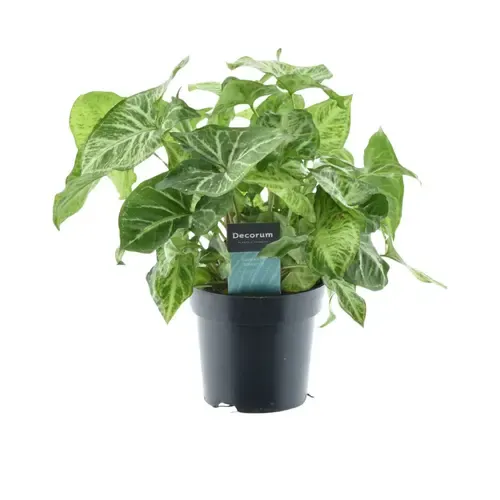 JUNAVERA Syngonium Arrow | 12 cm pot | 22 cm hoog