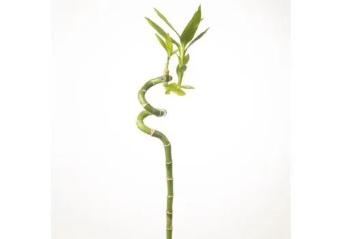 Junai.nl Lucky Bamboo | 1 stek | 40 cm hoog