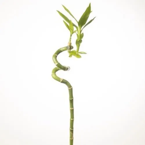 Junai.nl Lucky Bamboo | 1 stek | 40 cm hoog