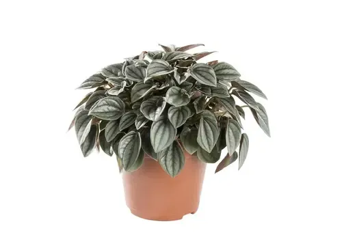 Junai.nl Peperomia Napoli Nights | 10,5 cm pot | 10 cm hoog