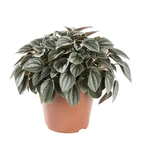 Junai.nl Peperomia Napoli Nights | 10,5 cm pot | 10 cm hoog