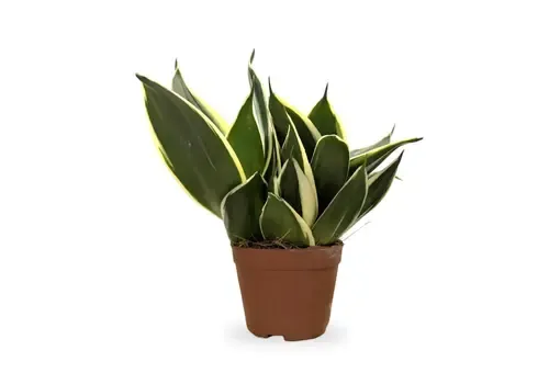 Junai.nl Sansevieria Hahnii | 9 cm pot | 15 cm hoog