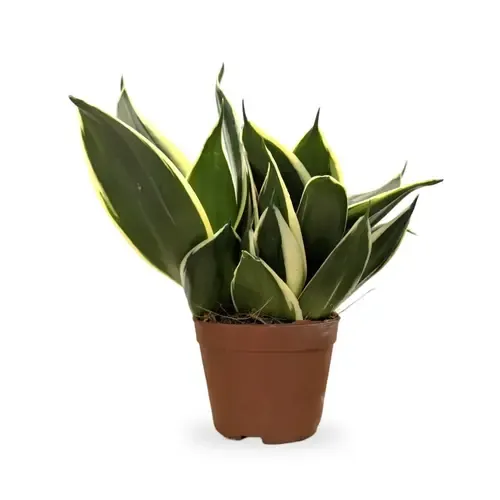 Junai.nl Sansevieria Hahnii | 9 cm pot | 15 cm hoog