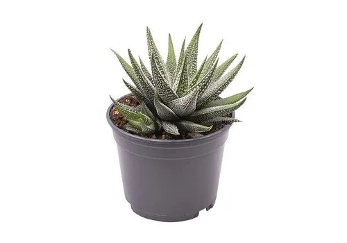 Junai.nl Haworthia fasciata Concolor | 7 cm pot | 13 cm hoog