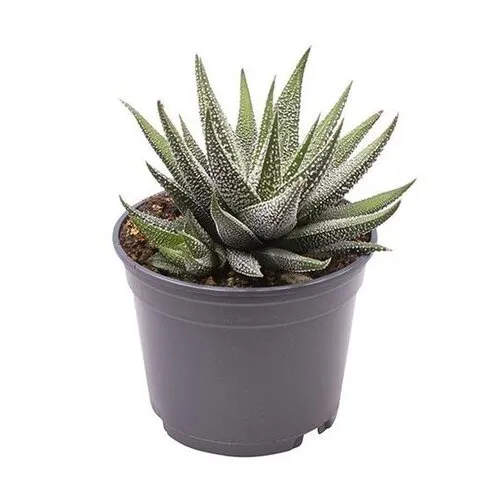 Junai.nl Haworthia fasciata Concolor | 7 cm pot | 13 cm hoog