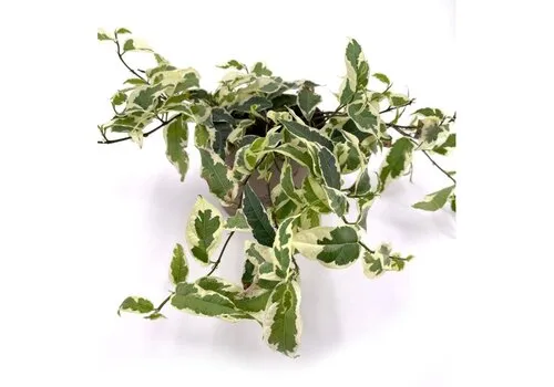 Junai.nl Ficus sagittata Radians Variegata | 12 cm pot | 30 cm hoog