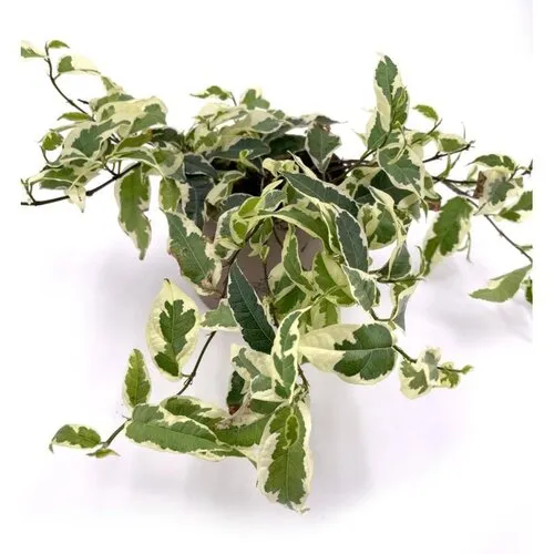 Junai.nl Ficus sagittata Radians Variegata | 12 cm pot | 30 cm hoog