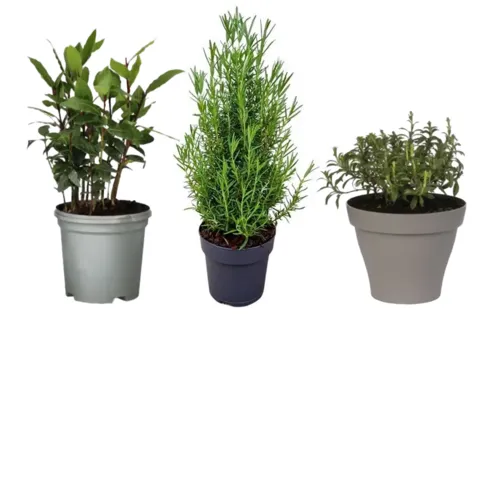 Kruiden planten Kruiden planten