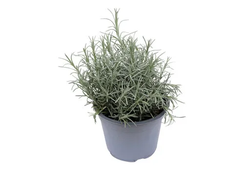 Junai.nl Kerrieplant (Helichrysum italicum) - 14 cm pot - ca. 25 cm hoog