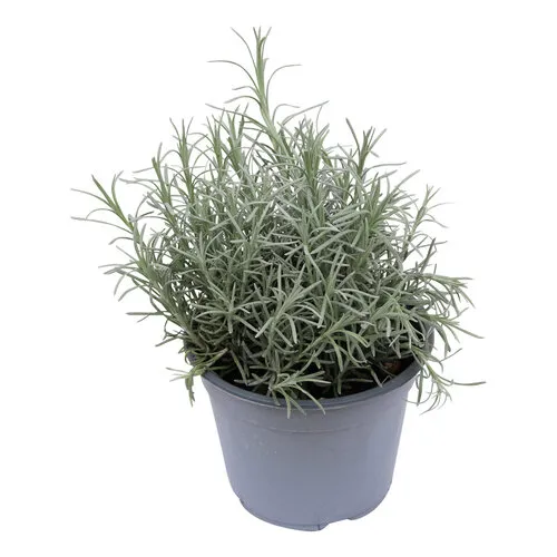 Junai.nl Kerrieplant (Helichrysum italicum) - 14 cm pot - ca. 25 cm hoog