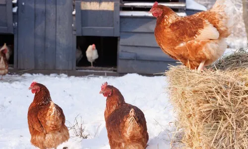 Winterproof je kippenhok: zo blijven je kippen gezond
