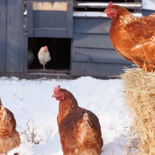 Winterproof je kippenhok: zo blijven je kippen gezond