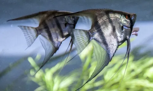 Maanvis Zebra verzorgen | voeding, aquarium & tips | Junai.nl