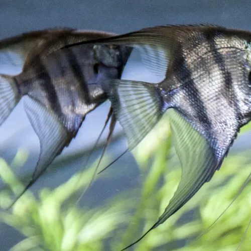 Maanvis Zebra verzorgen | voeding, aquarium & tips | Junai.nl