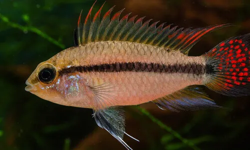 Apistogramma cacatuoides verzorgen | gedrag, voeding & aquariumtips