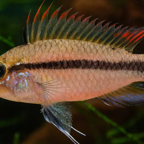 Apistogramma cacatuoides verzorgen | gedrag, voeding & aquariumtips