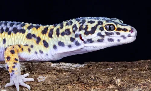 Luipaardgekko verzorgen | voeding, terrarium & tips | Junai.nl