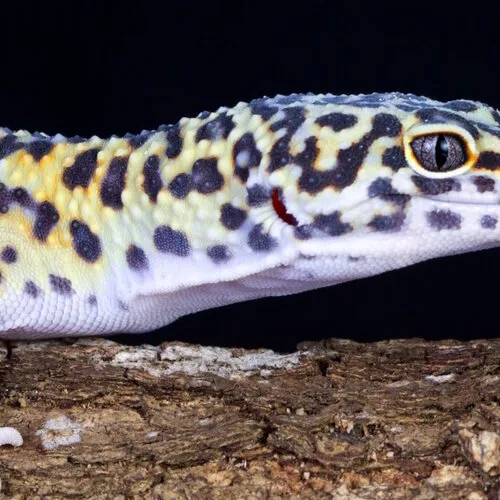Luipaardgekko verzorgen | voeding, terrarium & tips | Junai.nl