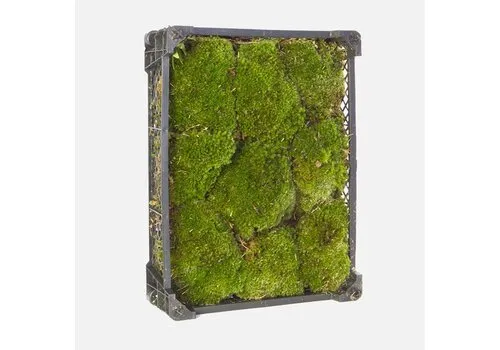 Junai.nl Bolmos (Kussentjesmos) | Per krat 40x30 cm | 0,24 m²