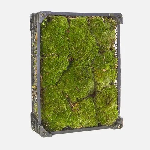 Junai.nl Bolmos (Kussentjesmos) | Per krat 40x30 cm | 0,24 m²