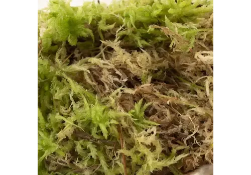 Junai.nl Levend Sphagnummos | Zak 2 liter | Natuurlijk vochtregulerend mos