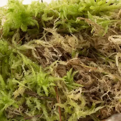 Junai.nl Levend Sphagnummos | Zak 2 liter | Natuurlijk vochtregulerend mos