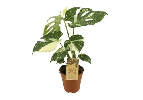 Junai.nl Monstera deliciosa ‘Thai Constellation’ | 15 cm pot | 50 cm hoog