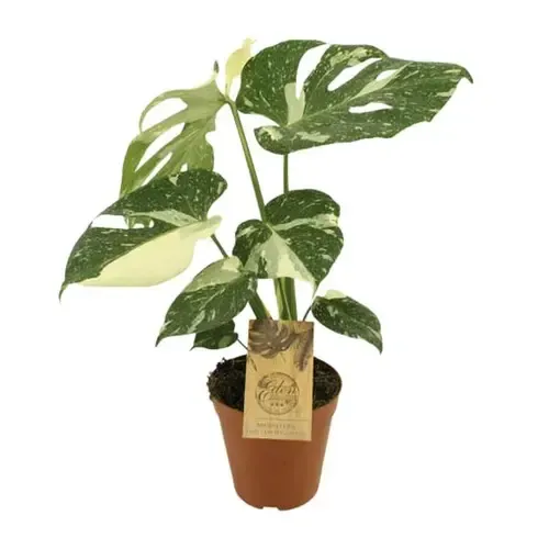 Junai.nl Monstera deliciosa ‘Thai Constellation’ | 15 cm pot | 50 cm hoog