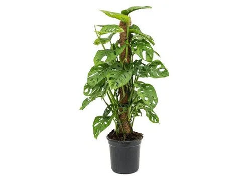 JUNAVERA Monstera Monkey Leaf | 17 cm pot | 80 cm hoog met kokospaal