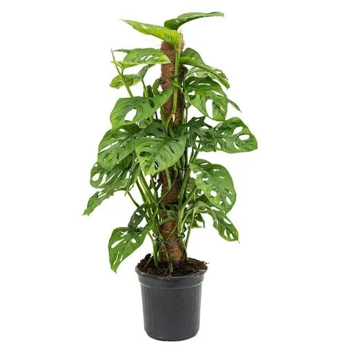 JUNAVERA Monstera Monkey Leaf | 17 cm pot | 80 cm hoog met kokospaal