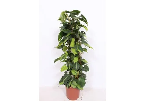 Junai.nl Philodendron Scandens Brasil in 15 cm pot met kokospaal 60cm hoog 8 steks