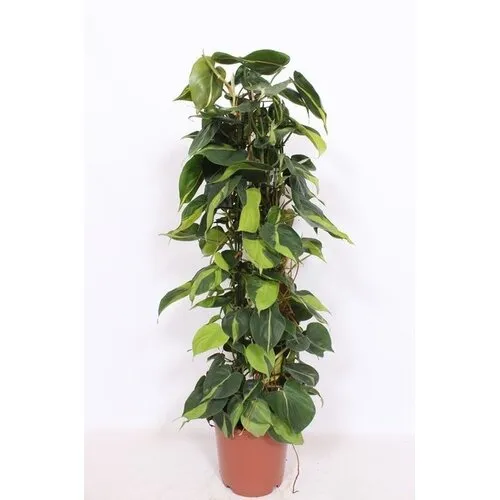 Junai.nl Philodendron Scandens Brasil in 15 cm pot met kokospaal 60cm hoog 8 steks