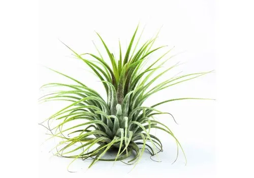 JUNAVERA Tillandsia Groen | Luchtplant | ca. 6 cm | Per stuk