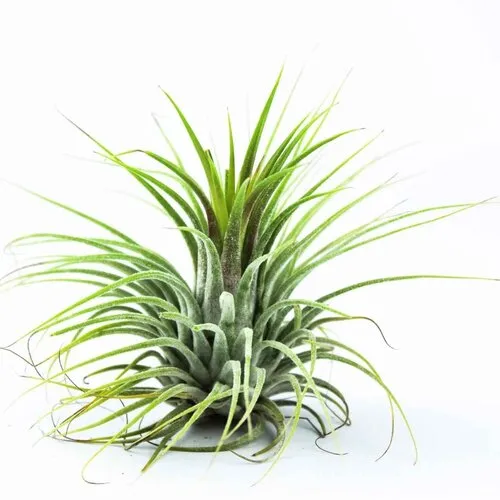 JUNAVERA Tillandsia Groen | Luchtplant | ca. 6 cm | Per stuk