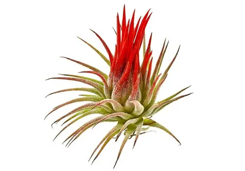 JUNAVERA Tillandsia Rood Mix | Diverse luchtplanten | ca. 6 cm | Per stuk