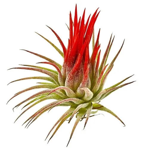 JUNAVERA Tillandsia Rood Mix | Diverse luchtplanten | ca. 6 cm | Per stuk