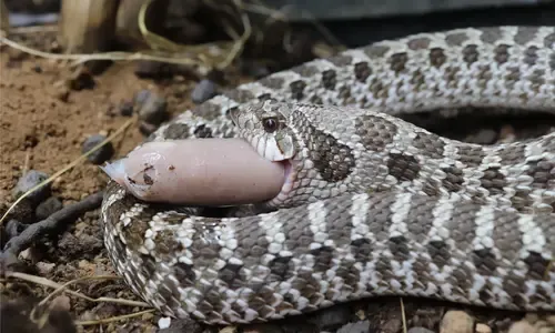 Alternatief voor diepvriesmuizen