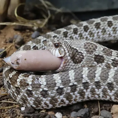 Alternatief voor diepvriesmuizen